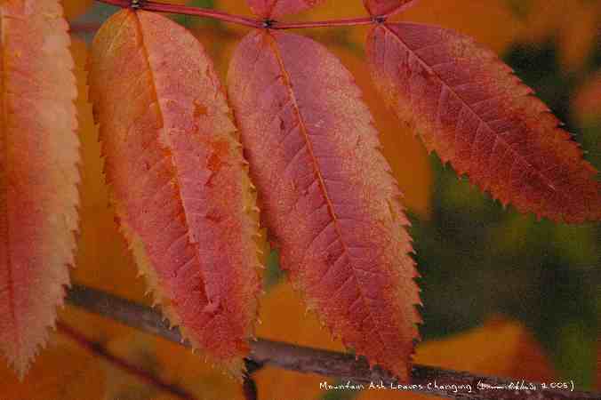 ../Images/Mountain Ash Leaves Changing.jpg
